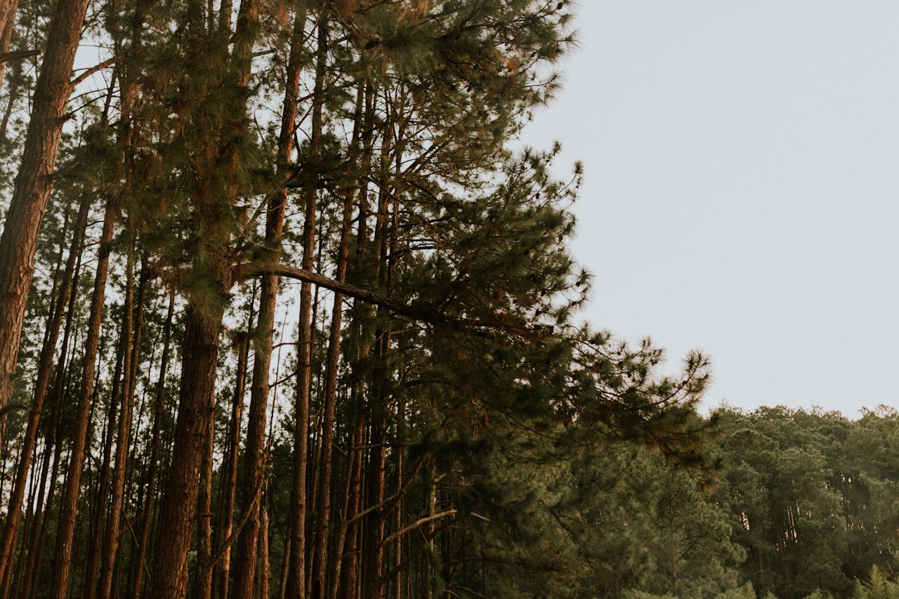 A tranquil forest scene featuring tall pine trees under a clear sky, perfect for nature themes.